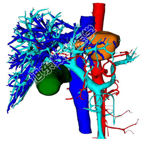 多期血管组织融合
